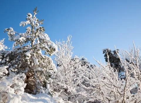 Trees Covered in Snow Stock Photos