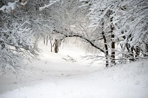 Trees covered with snow Stock Photos
