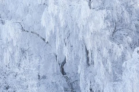 Trees covered in snow Stock Photos