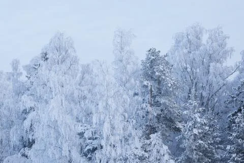 Trees covered in snow Stock Photos