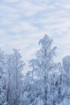 Trees covered in snow Stock Photos