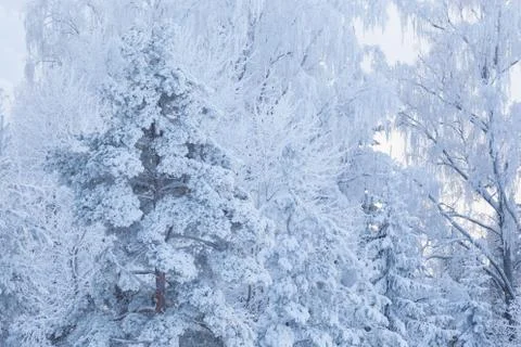Trees covered in snow Stock Photos