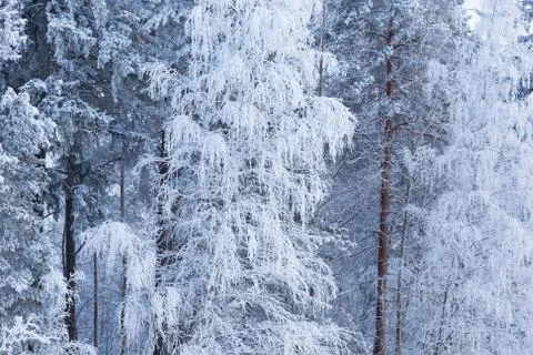 Trees covered in snow Stock Photos