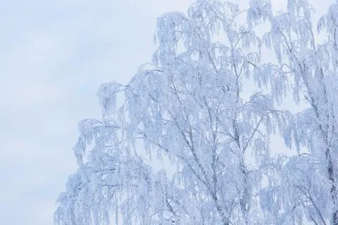 Trees covered in snow Stock Photos