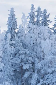 Trees covered in snow Stock Photos