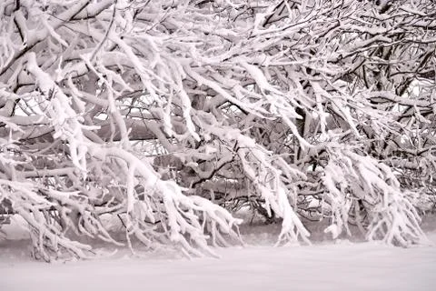 Trees Covered in Snow Stock Photos