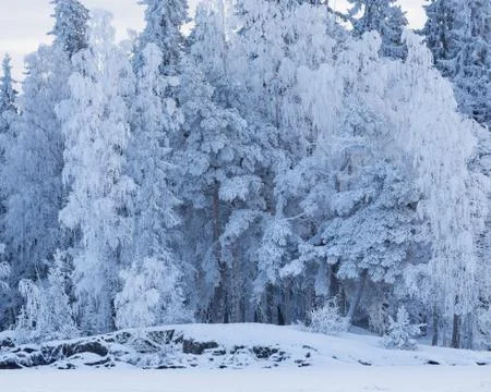 Trees covered in snow Stock Photos