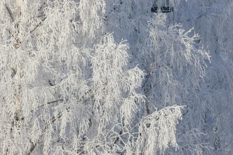 Trees covered in snow Stock Photos