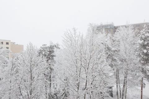 Trees covered in snow Stock Photos