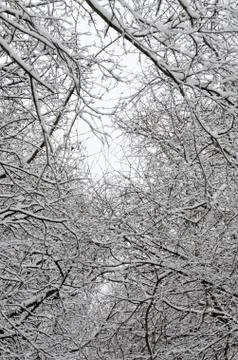 Trees covered by snow Stock Photos