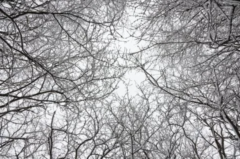 Trees covered by snow Foto stock