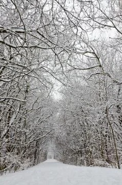 Trees covered by snow Stock Photos