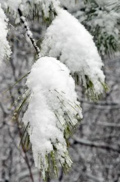 Trees covered by snow Stock Photos