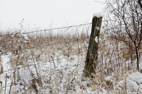Trees covered by snow Stock Photos