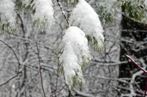 Trees covered by snow Stock Photos