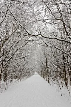 Trees covered by snow Stock Photos