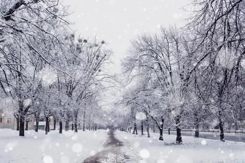 Trees covered with snow. Stock Photos