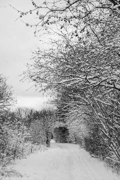 TREES COVERED WITH SNOW Stock Photos