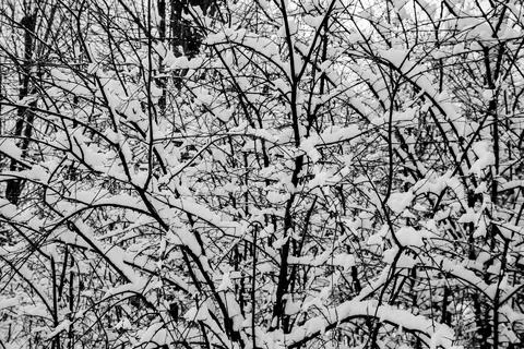 TREES COVERED WITH SNOW Stock Photos