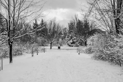 TREES COVERED WITH SNOW Stock Photos