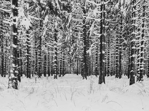 Trees covered with snow Foto stock