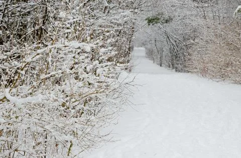 Trees covered by snow Stock Photos