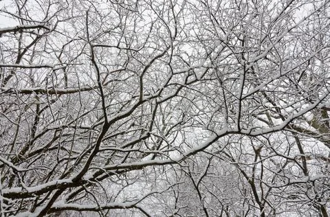 Trees covered by snow Stock Photos