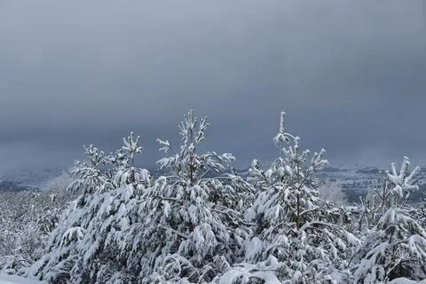Trees covered of snow Stock Photos