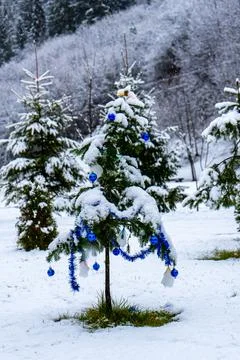 Trees covered by snow Stock Photos