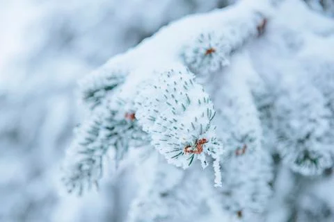 Trees Covered with Snow, Pine forest and Branches covered with Snow 库存照片
