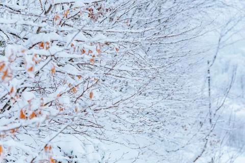 Trees Covered with Snow, Pine forest and Branches covered with Snow 库存照片