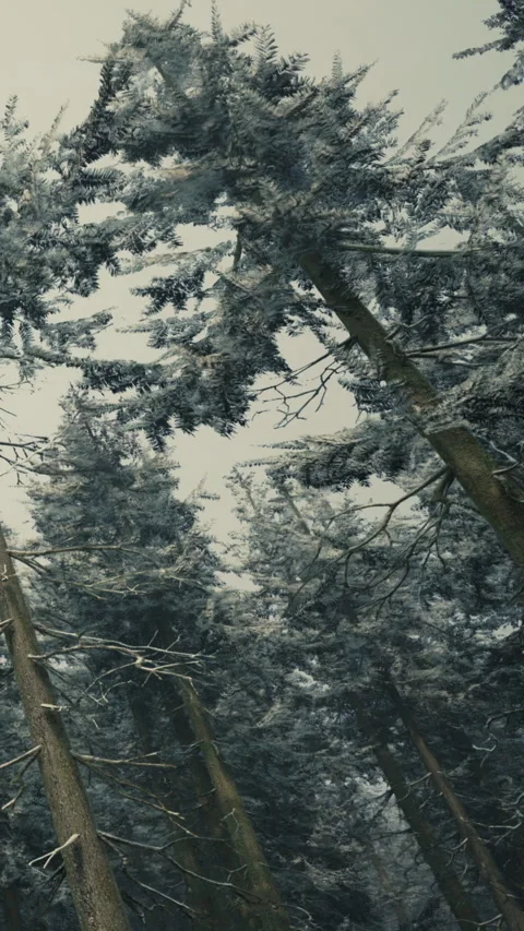 Trees covered in snow reaching towards the cloudy sky in a winter forest Stock Footage 337971583