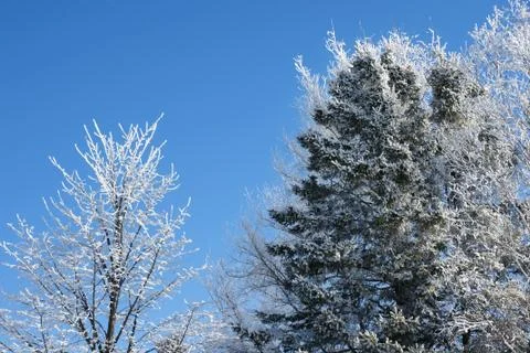 Trees covered in snow with sky Stock Photos