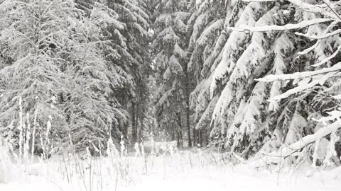 Trees covered in snow in the Snowy Winter forest. Tracking gimbal Stock Footage 252745344