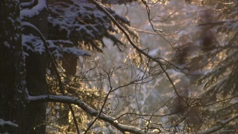 Trees covered with snow in the sunlight Stock Footage 288959532