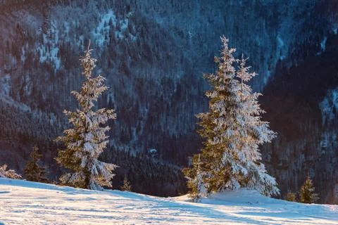 Trees covered in snow in the sunset Stock Photos