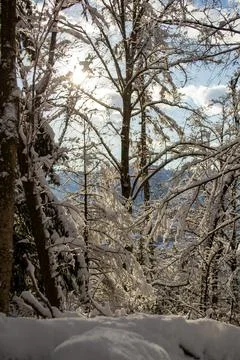 Trees covered with snow under the rays of the afternoon sun Foto stock