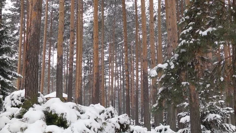 Trees covered in snow under the skyline Stock Footage 99118431