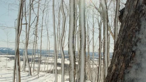 Trees covered in snow with a vista in the background Stock Footage 265900038