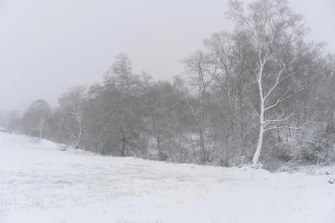 Trees covered in snow on a white winter landscape with snow flakes falling in Stock Photos