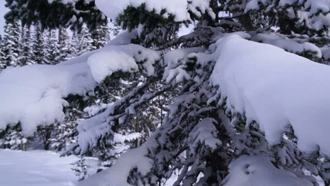 Trees covered with snow in the winter forest. Video stock 104794924