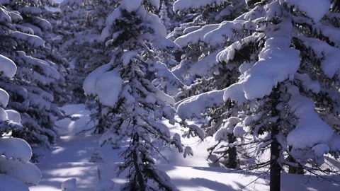 Trees covered with snow in the winter forest. Stock Footage 104795031