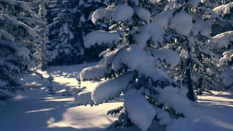 Trees covered with snow in the winter forest. Stock Footage 104795052