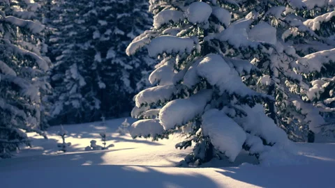 Trees covered with snow in the winter forest. Stock Footage 104795624