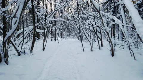 Trees covered by snow in winter forest Stock Footage 167553443