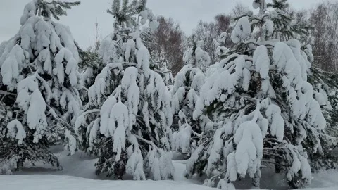 Trees covered with snow in the winter forest. Nature 4K Stock Footage 174727005
