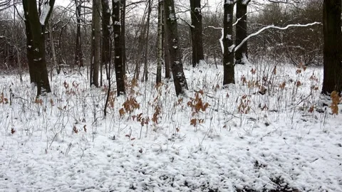 Trees covered with snow in winter forest Stock Footage 184433009