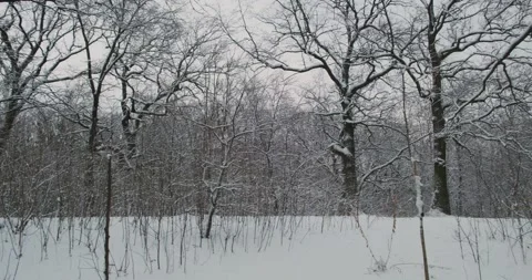 Trees covered with snow. Winter forest, oak trees, bushes. Cold season, panorama 動画素材 226211722