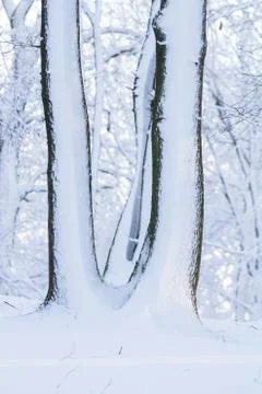 Trees covered with snow in winter forest Stock Photos