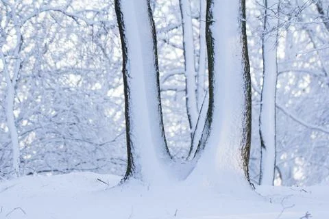 Trees covered with snow in winter forest Stock Photos